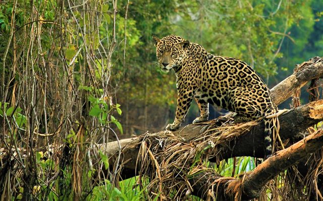 A jaguar on a fallen tree in the middle of a rainforest. 