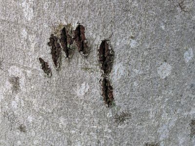 Bear claw marks on a tree.