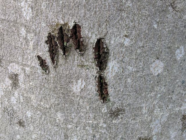 Bear claw marks on a tree. 