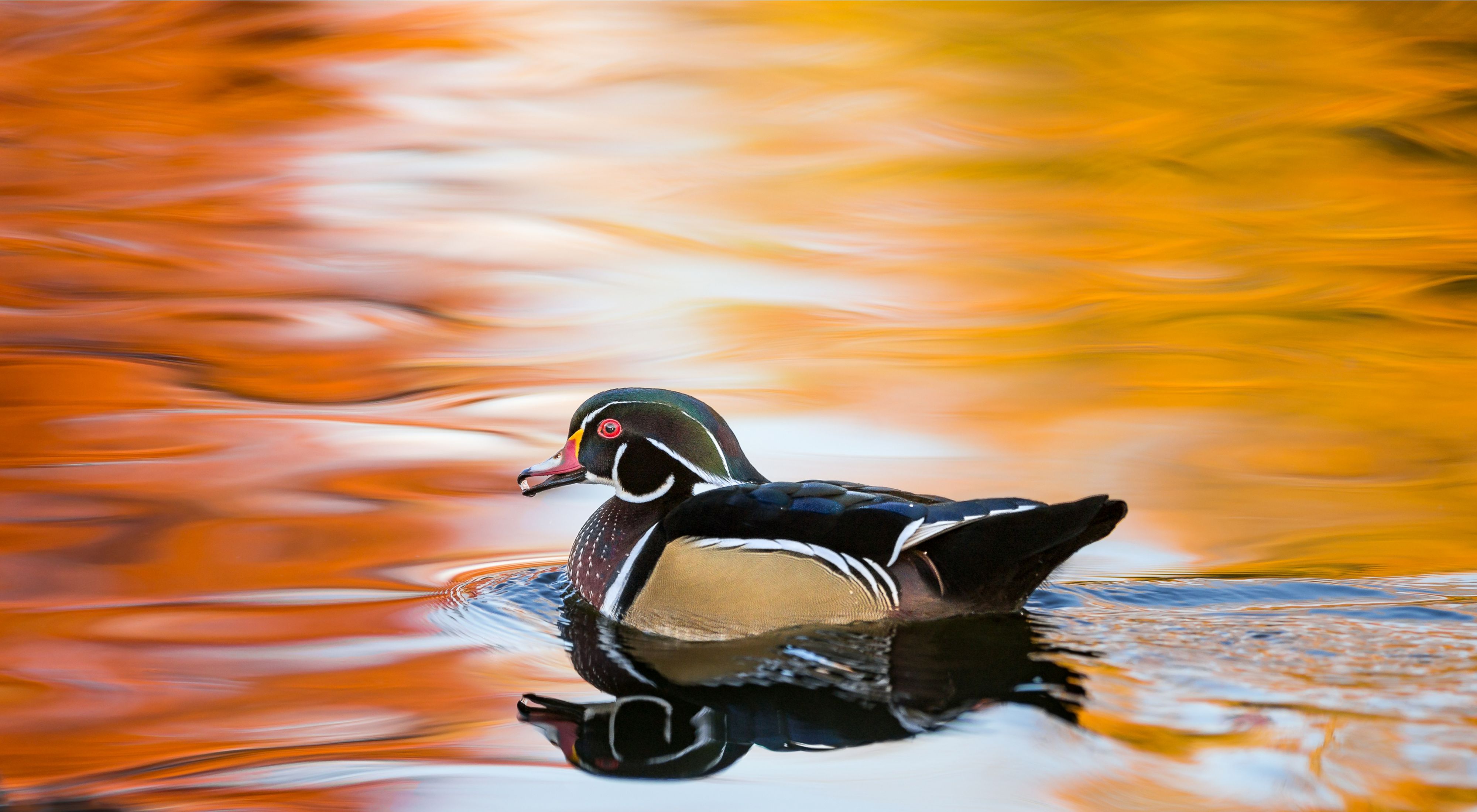A wood duck floating on water reflecting the colors of the fall leaves above it.