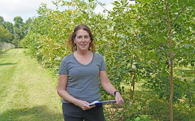 Dr. Jennifer Koch stands in a plantation of ash trees in Delaware, Ohio.
