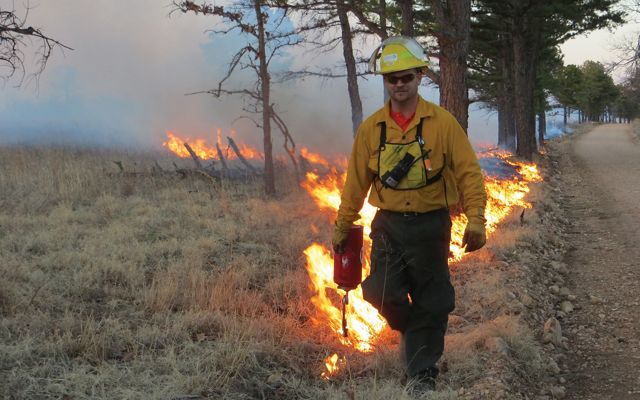 Man using drip torch to set a controlled burn.