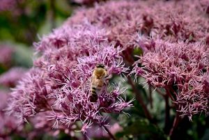 A honeybee is perch on a cluster of small pink flowers. 