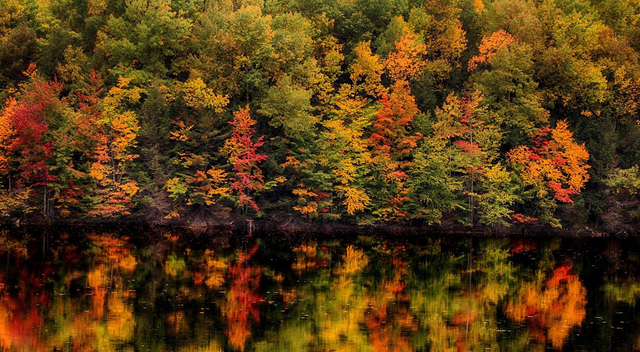 A treeline in the autumn. The colorful trees are reflected in the still water.