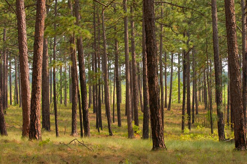 Sunlight filters down through widely spaced longleaf pine trees onto the grass floor of the pine savanna.