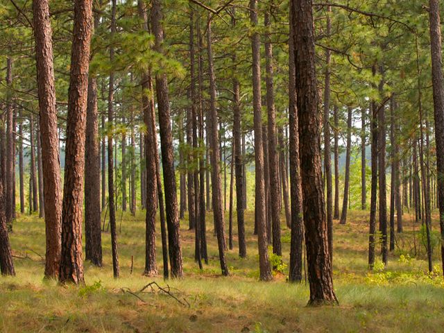 Sunlight filters down through widely spaced longleaf pine trees onto the grass floor of the pine savanna.