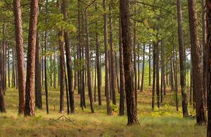 Longleaf pine savanna during sunset.