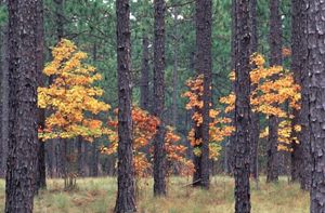 Trees with fall colors.