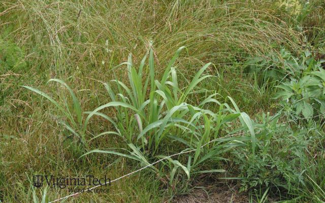 Johnson grass covers a field as in grows in clumps with its wide leaves.