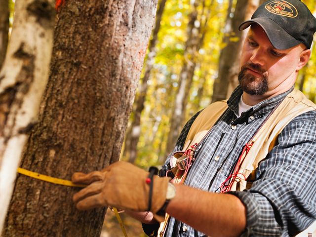 Forest manager Jon Fosgitt holds a measuring tape wrapped around the trunk of a small tree and reads the measurement.