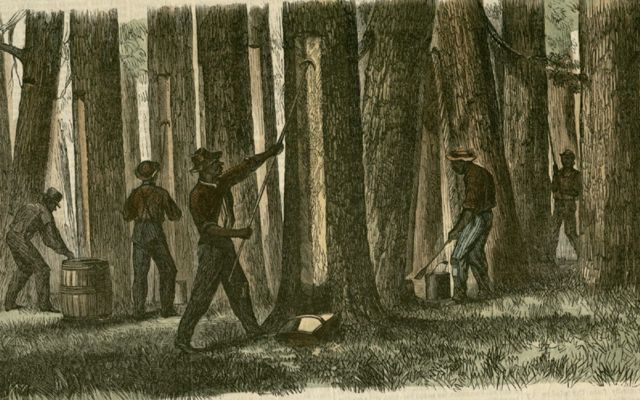 Historic newspaper illustration of African people collecting crude turpentine in a forest.