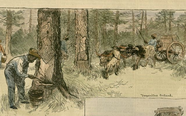 Historical illustration from Harper's Weekly showing African laborers cutting turpentine boxes in trees.