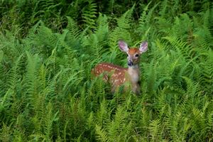 A white-tailed deer fawn in ferns.