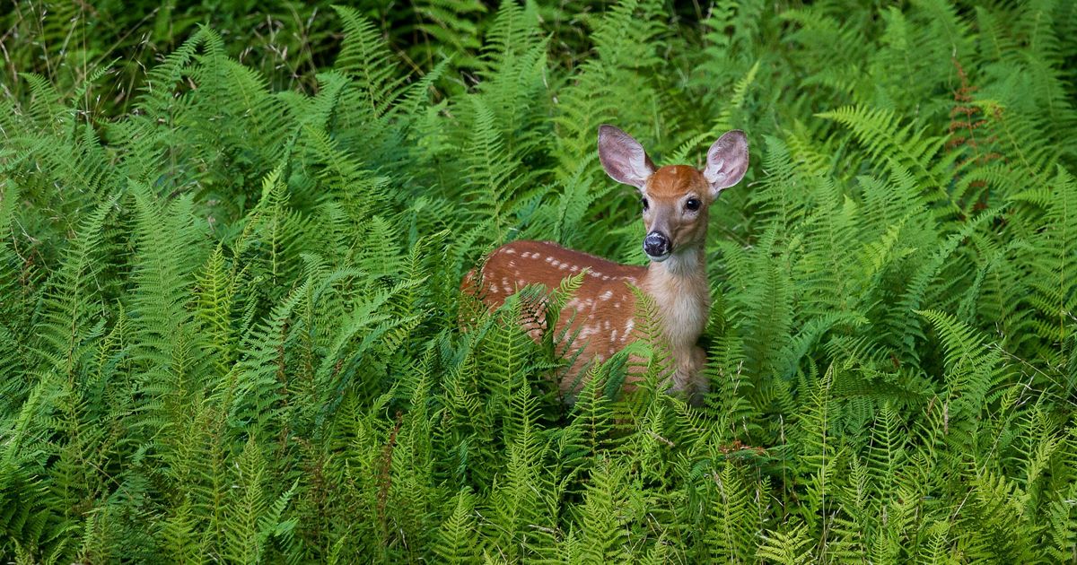 The Nature Conservancy in Maryland/D.C.