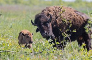 Adult female bison and her new calf.