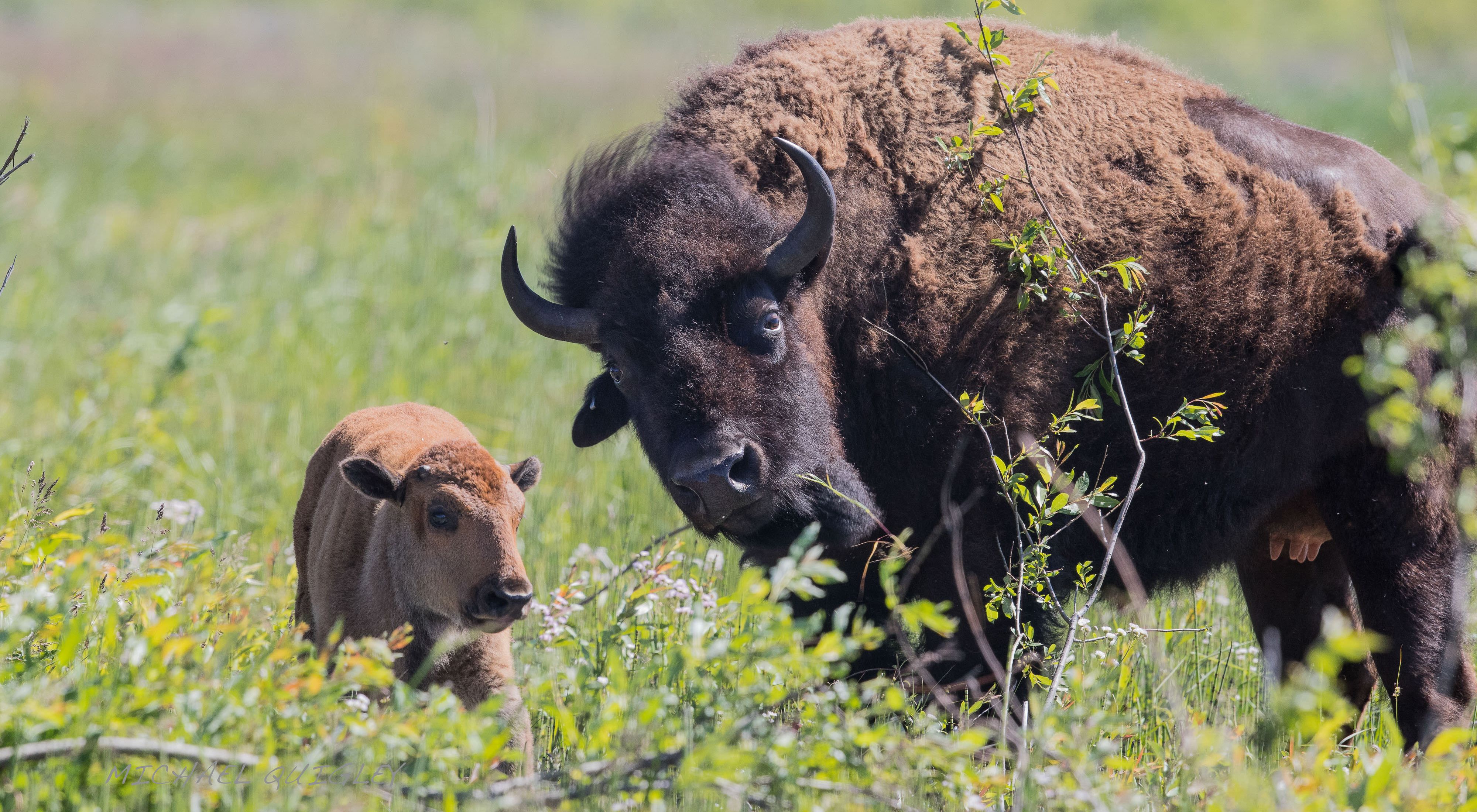 Bison and bison calf in a field.