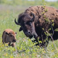Bison and calf on the Kankakee Sands prairie.