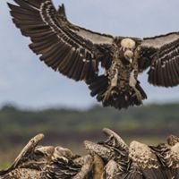 Vulture coming in to land, cover image from KVC report