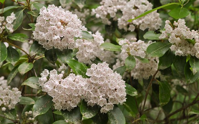 White clusters of flowers emerging from green shrub.