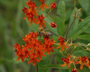 Orange flowers with a bee.