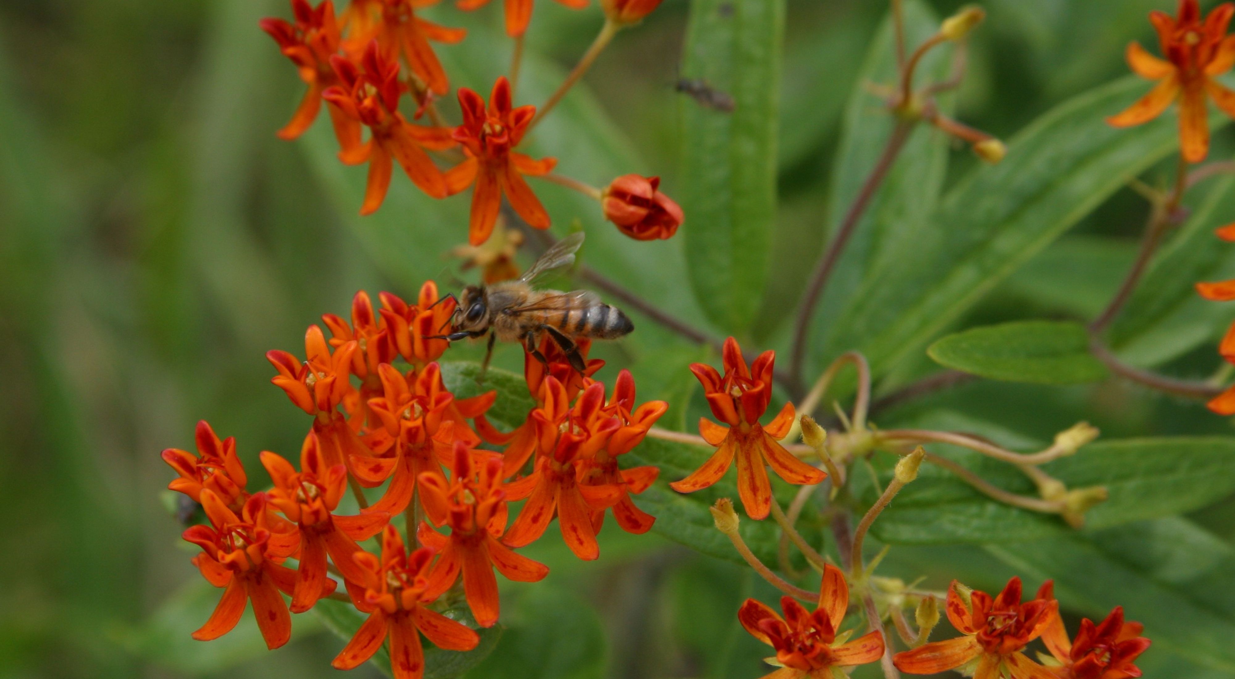 Bee on orange wildflower.