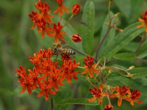 Bee on orange wildflower.
