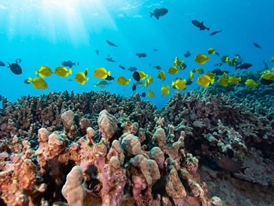 Colorful fish swimming among a coral reef.