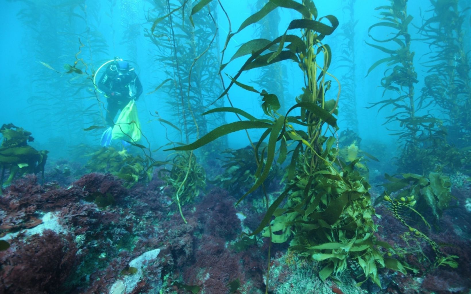 Scuba diver with a bag swimming near a kelp forest.