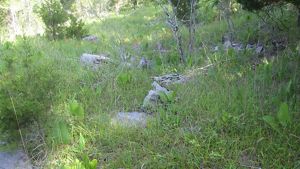 A native prairie with grasses and wildflowers with a few boulders.