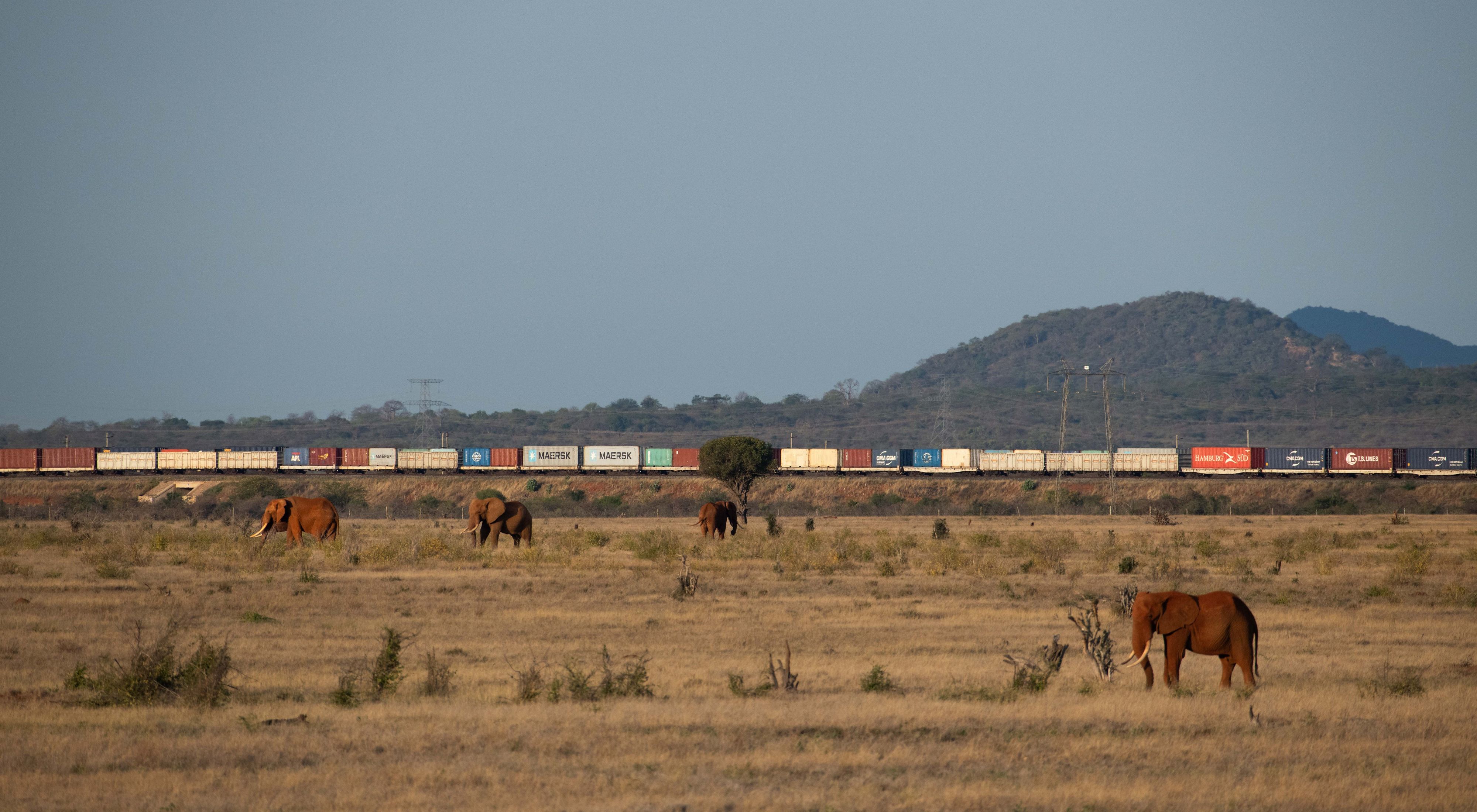 elephants grazing with a train passing in the background 