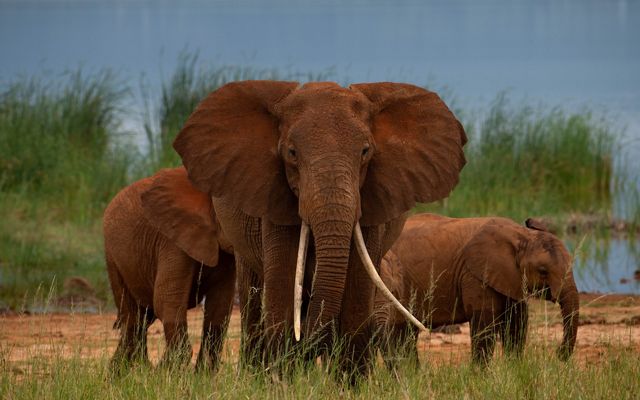 The "red elephants of Tsavo" against Lake Jipe in Tsavo West National Park.