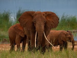 A group of three elephants