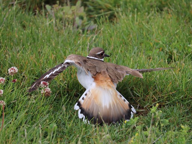 An adult killdeer sitting in the grass with its wings extended and held at an odd angle.