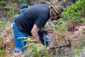 Digging a hole with a pick axe for planting on Kona Hema Preserve.