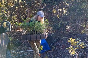 Seedlings for planting on the Kona Hema Preserve.