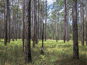 Tall trunks of long leafpine stand tall in green grass with sunlight peeking through. 