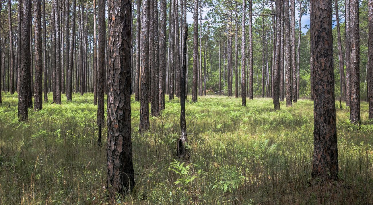 Tall trunks of longleaf pine stand tall in green grass with sunlight peeking through.