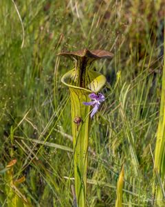 Tall pitcher plant with a purple wildflower in front of it.