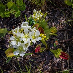 Venus flytraps blooming white flowers.