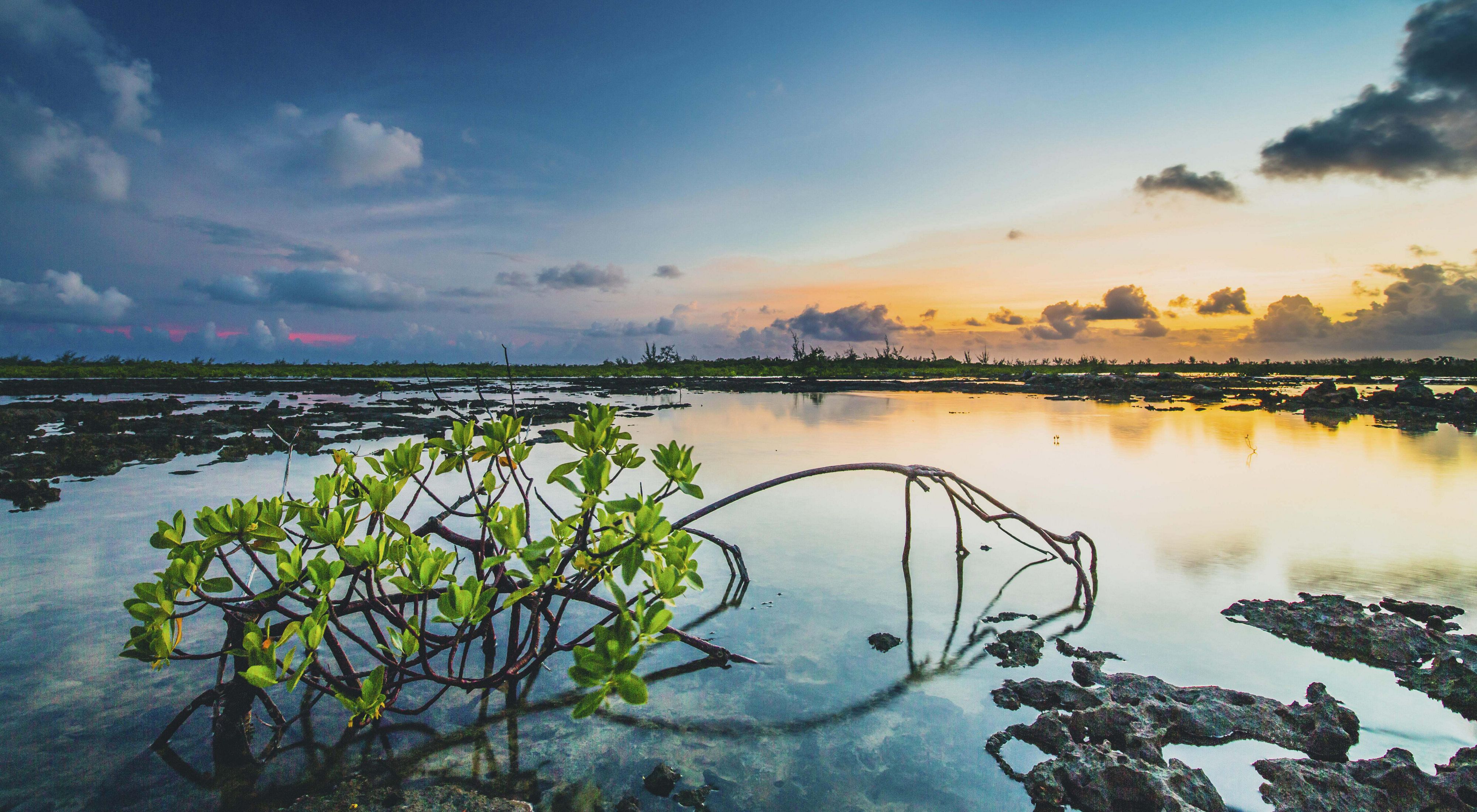 A drooping mangrove tree with branches just above the surface of a tidal pool boasts green leaves