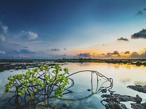 A drooping mangrove tree with branches just above the surface of a tidal pool boasts green leaves