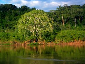 Vegetación a la orilla del río Usumacinta, Guatemala.