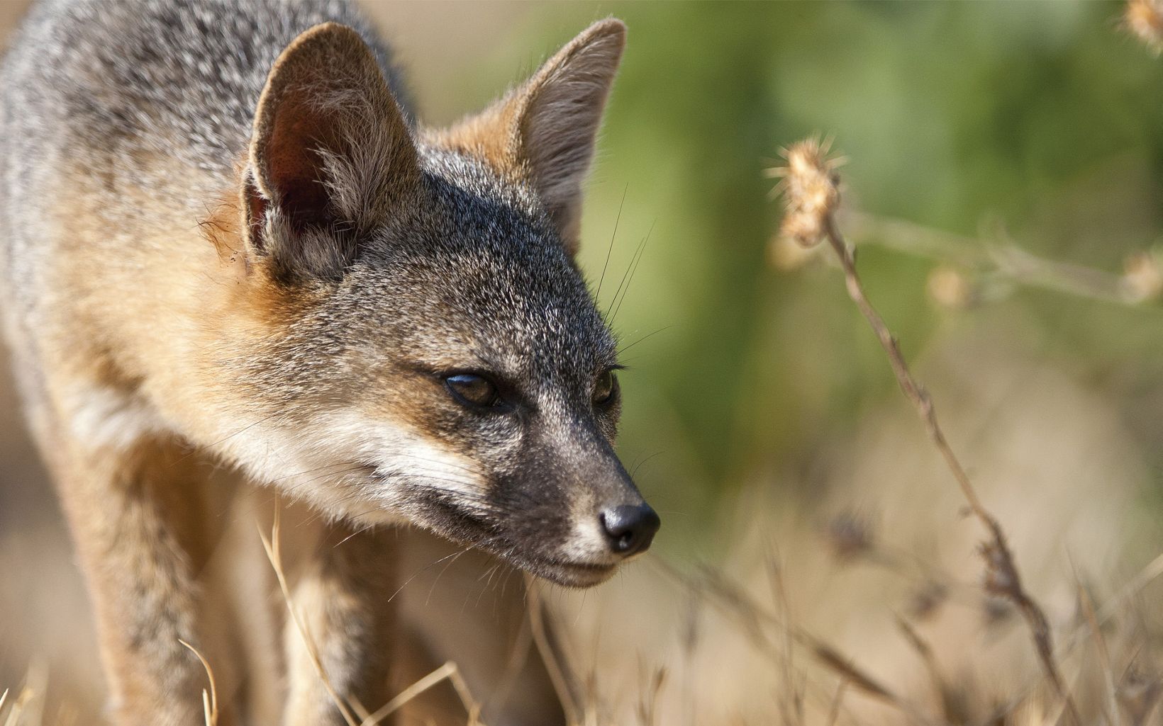 
                
                  Island Fox Santa Cruz Island fox
                  © Ian Shive
                
              