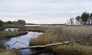 Journey To The Chesapeake Bay   LC ChesapeakeBay 1 