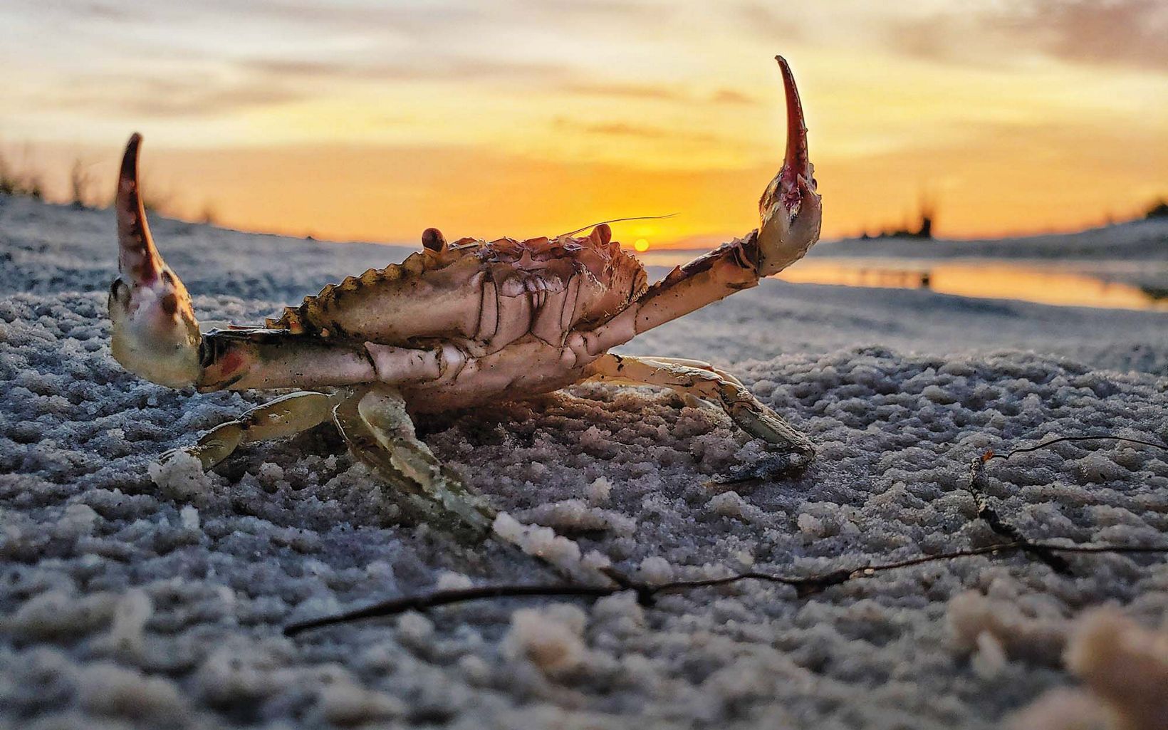 
                
                  Behold! A blue crab enjoying a sunset at the edges of a marsh outlet stream. 
                  © Bob Diller/TNC Photo Contest 2021
                
              