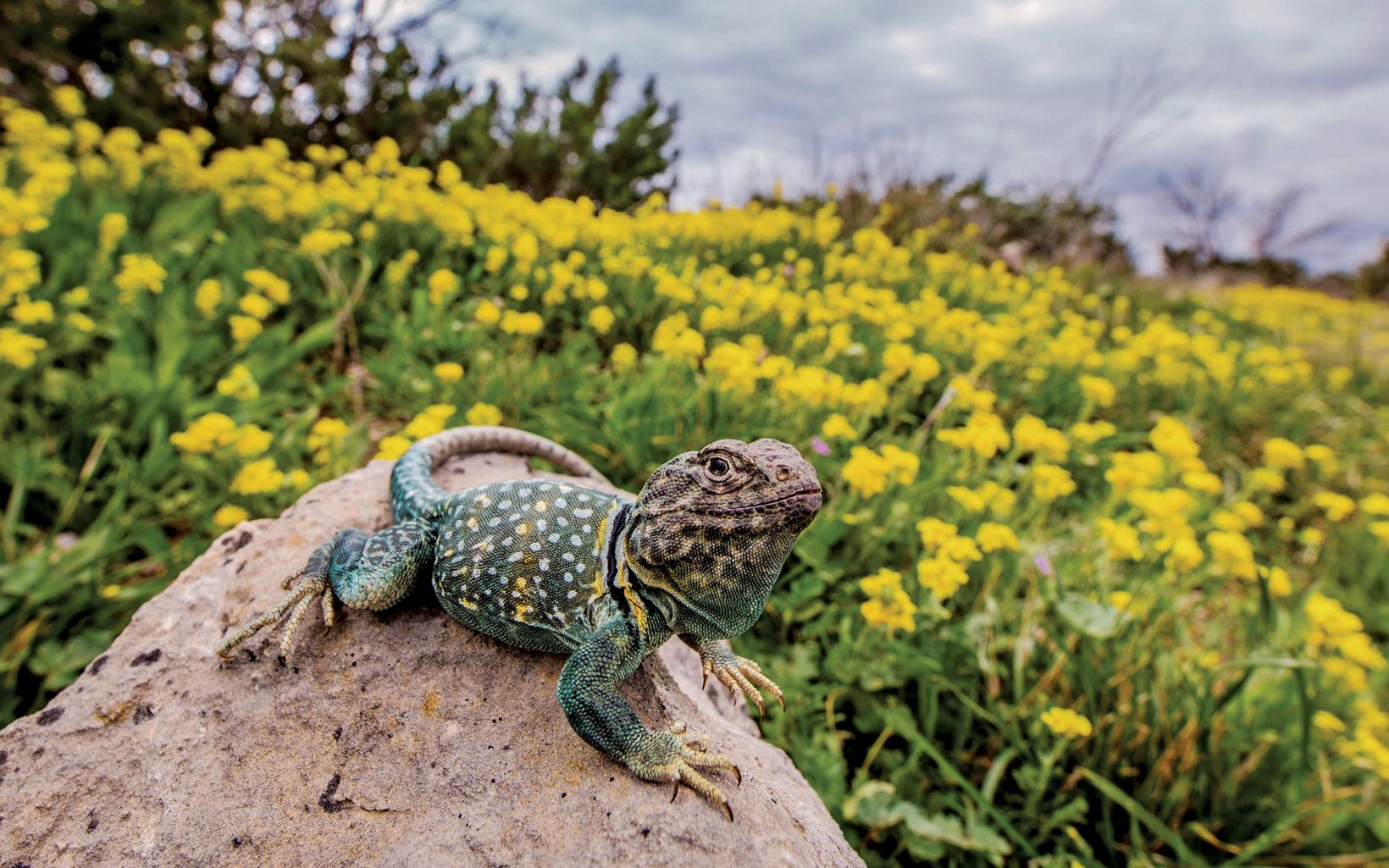 
                
                  Resting lizard A collared lizard shown in its habitat of west Texas. 
                  © Francisco Portillo /TNC Photo Contest 2019
                
              