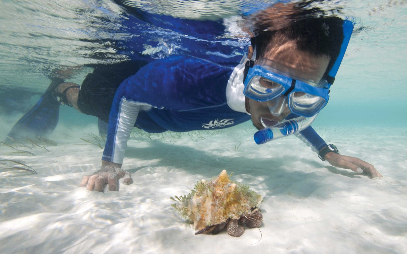 
                
                  Scuba diving Conservancy marine scientist Ancilleno "Leno" Davis, M.Sc., observes a Queen conch shell now inhabited by a hermit crab in the shallow coastal water of Warderick Wells Cay.
                  © Jeff Yonover 
                
              