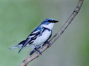 A cerulean warbler perches on a branch