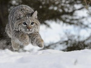 Bobcat running in snow