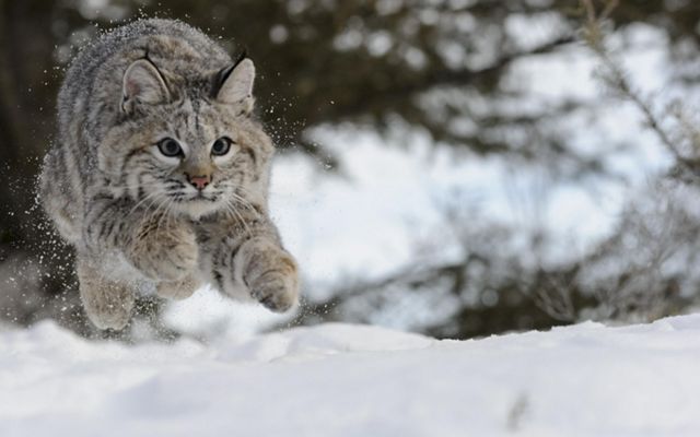 A bobcat bounds through the snow